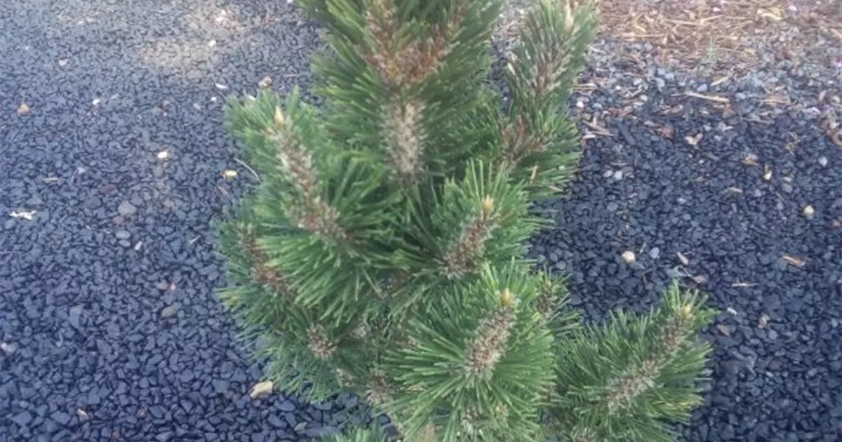 Pinus Thunbergii 'Kotobuki', Japanische Schwarz-Kiefer 'Kotobuki ...