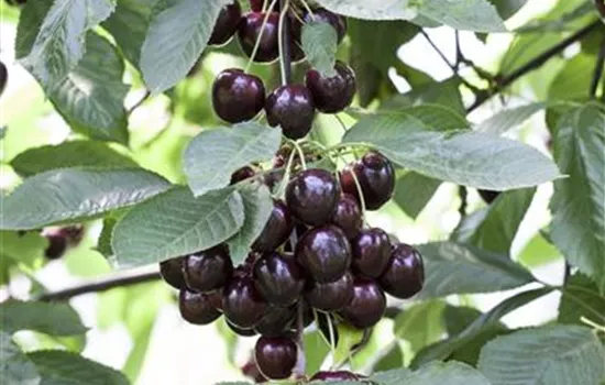 Prunus cer.\'Ungarische Traubige\' CAC, Sauerkirsche - Fuhs \'Ungarische GartenBaumschule Traubige