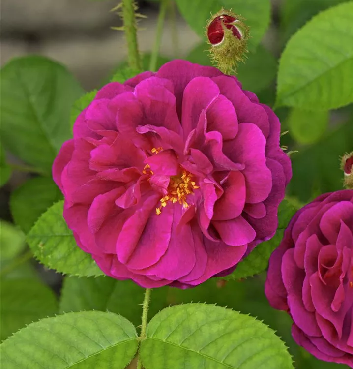 Rosa centifolia muscosa - Fuhs Moosrose IV, GartenBaumschule STR