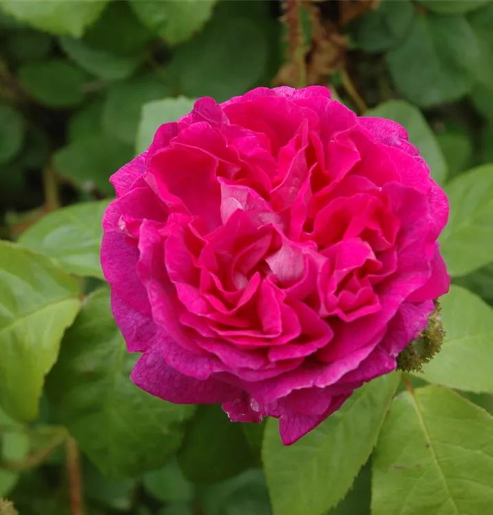 Rosa centifolia muscosa - Moosrose IV, GartenBaumschule STR Fuhs