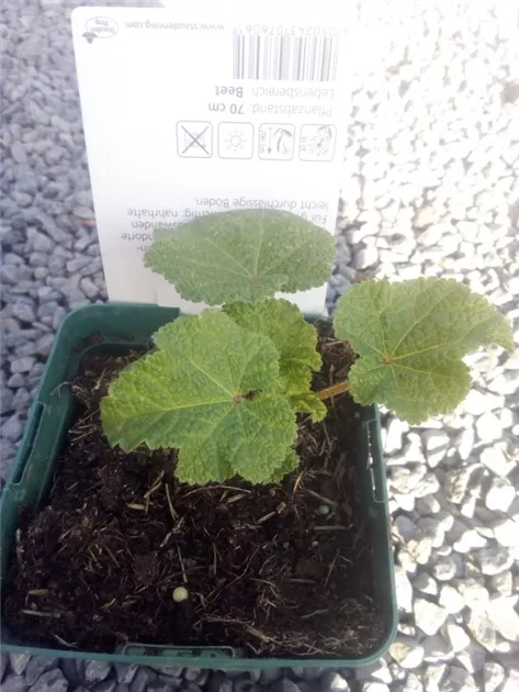 Alcea rosea 'Chater's Red' (Rot) - JParkers