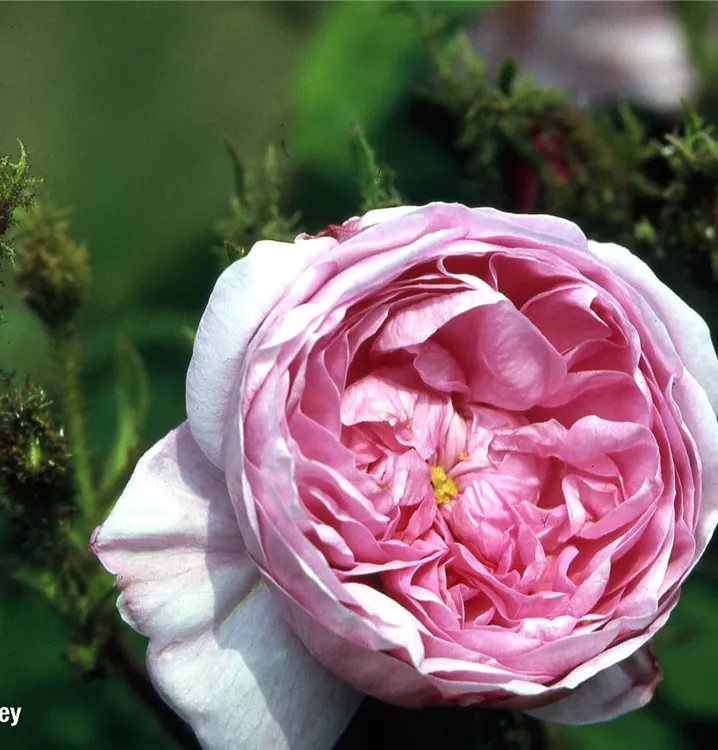 Rosa centifolia GartenBaumschule Fuhs IV, Moosrose STR muscosa 