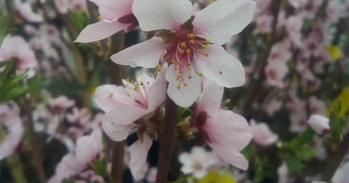 Prunus Persica Rt Weinbergpf Dhein CAC Pfirsich Roter