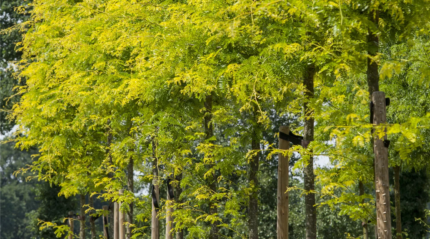 Bäume für alle Gartengrößen